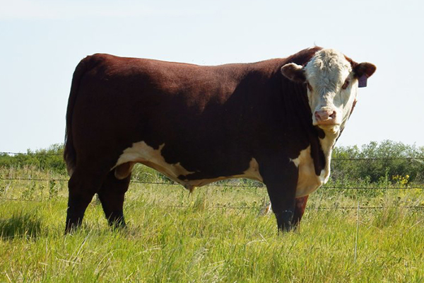 AKJA 25A