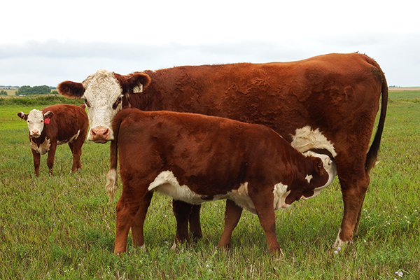 AKJA 201X and calf AKJA 72C owned by Lakes Ranch