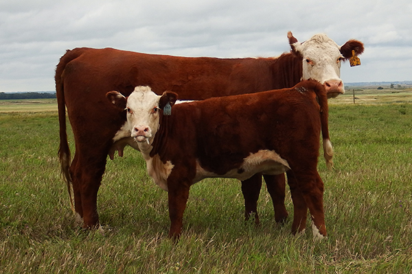 DAWM 56Z and calf AKJA 45C owned by Lakes Ranch