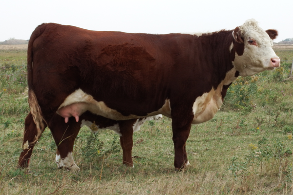 KKL 38B